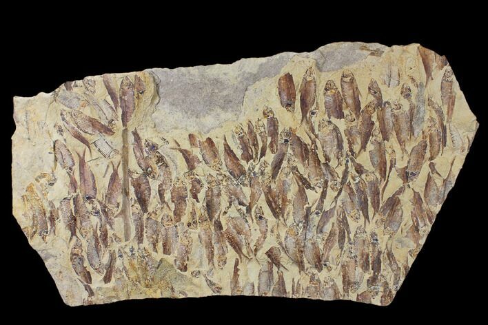 Fossil Fish (Gosiutichthys) Mortality Plate - Lake Gosiute #130102